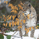 Illustration for article titled Caturday - Lynx lynx Edition